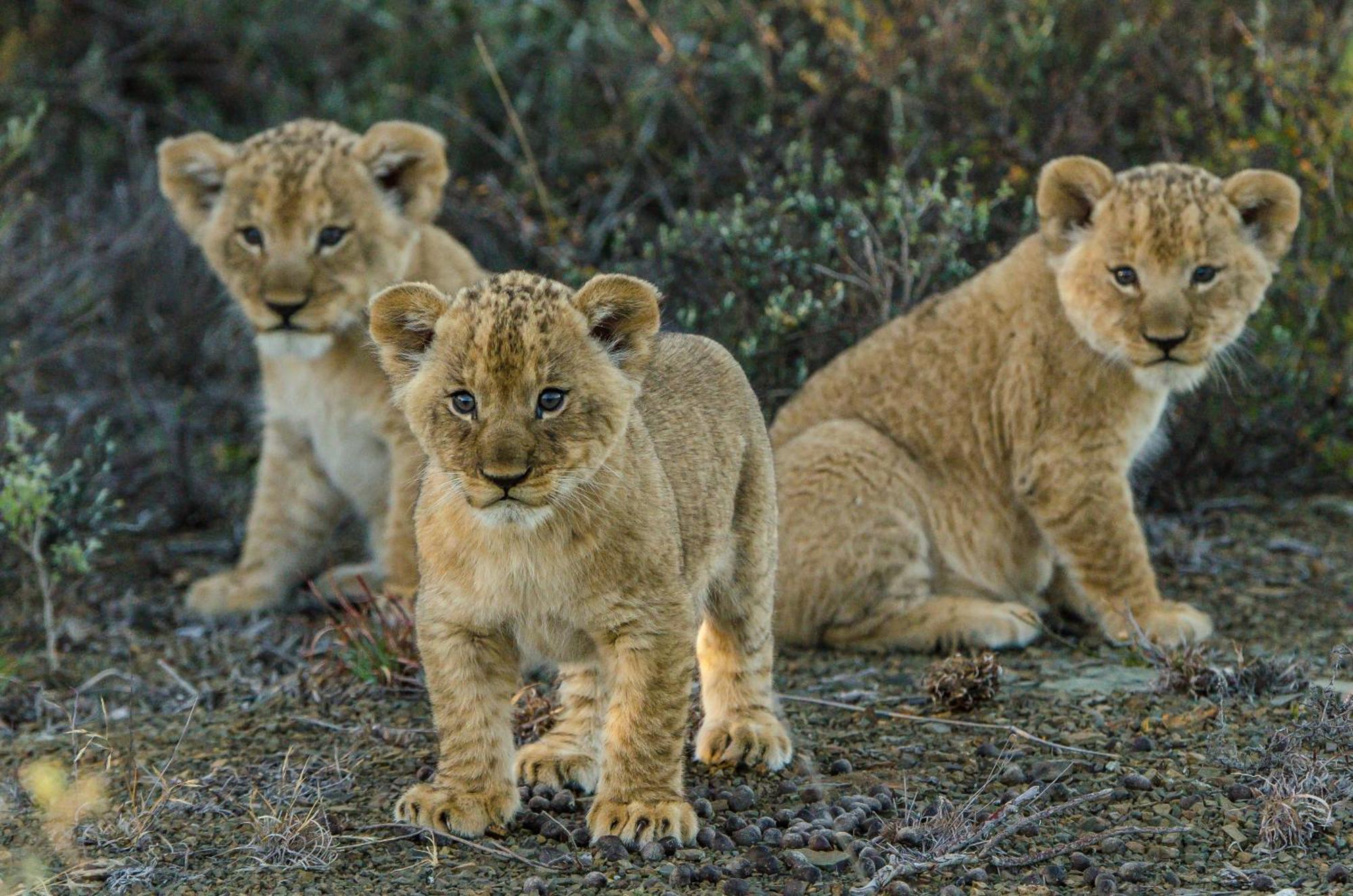 Kwandwe Ecca Lodge Grahamstown Zewnętrze zdjęcie