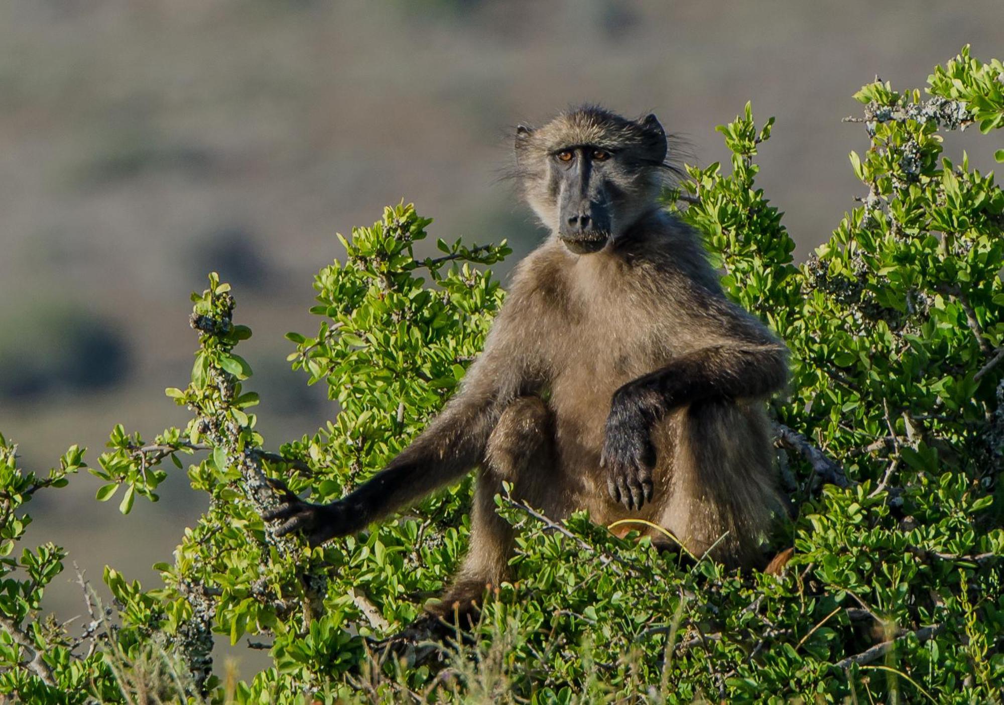 Kwandwe Ecca Lodge Grahamstown Zewnętrze zdjęcie