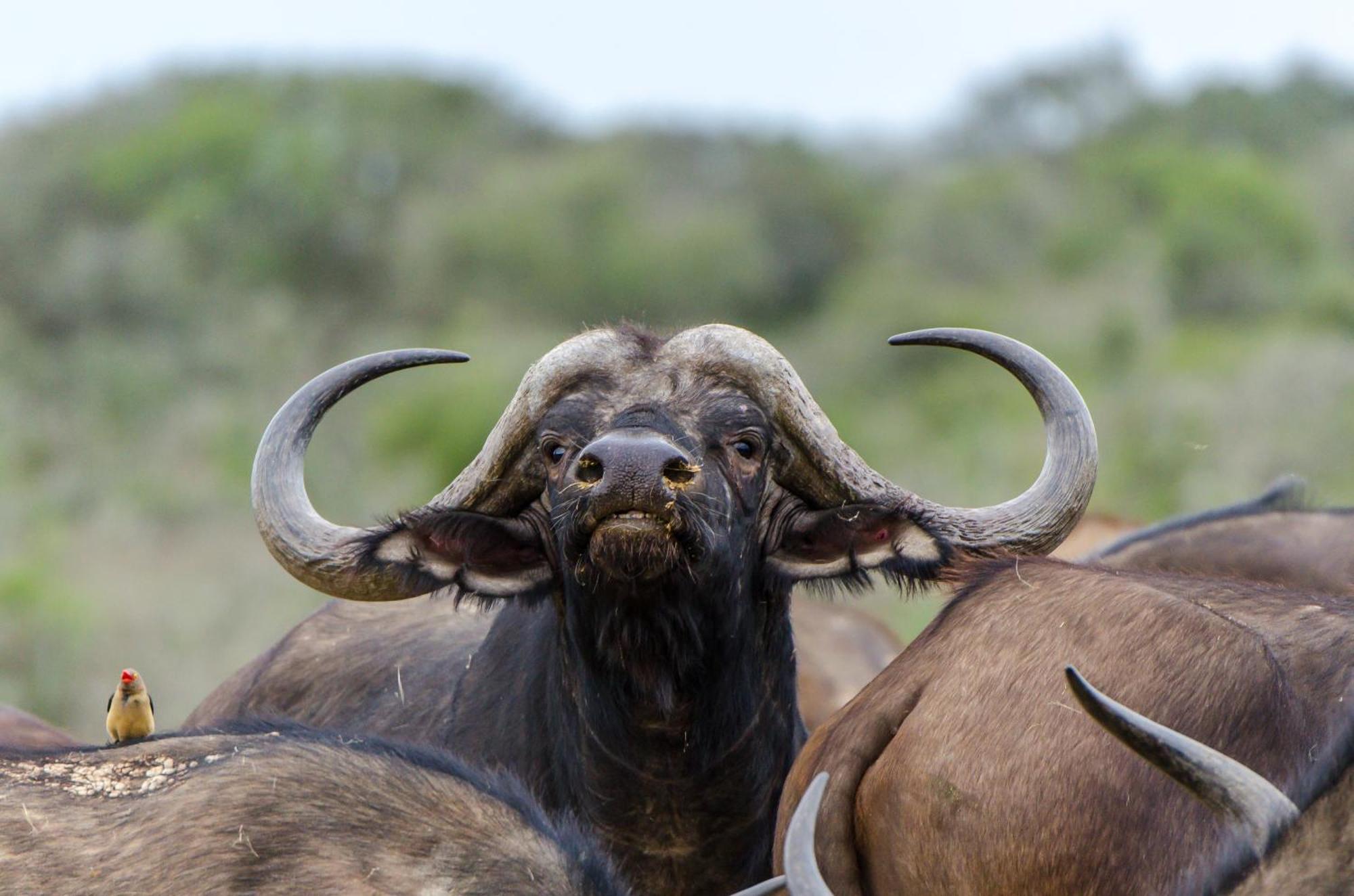 Kwandwe Ecca Lodge Grahamstown Zewnętrze zdjęcie