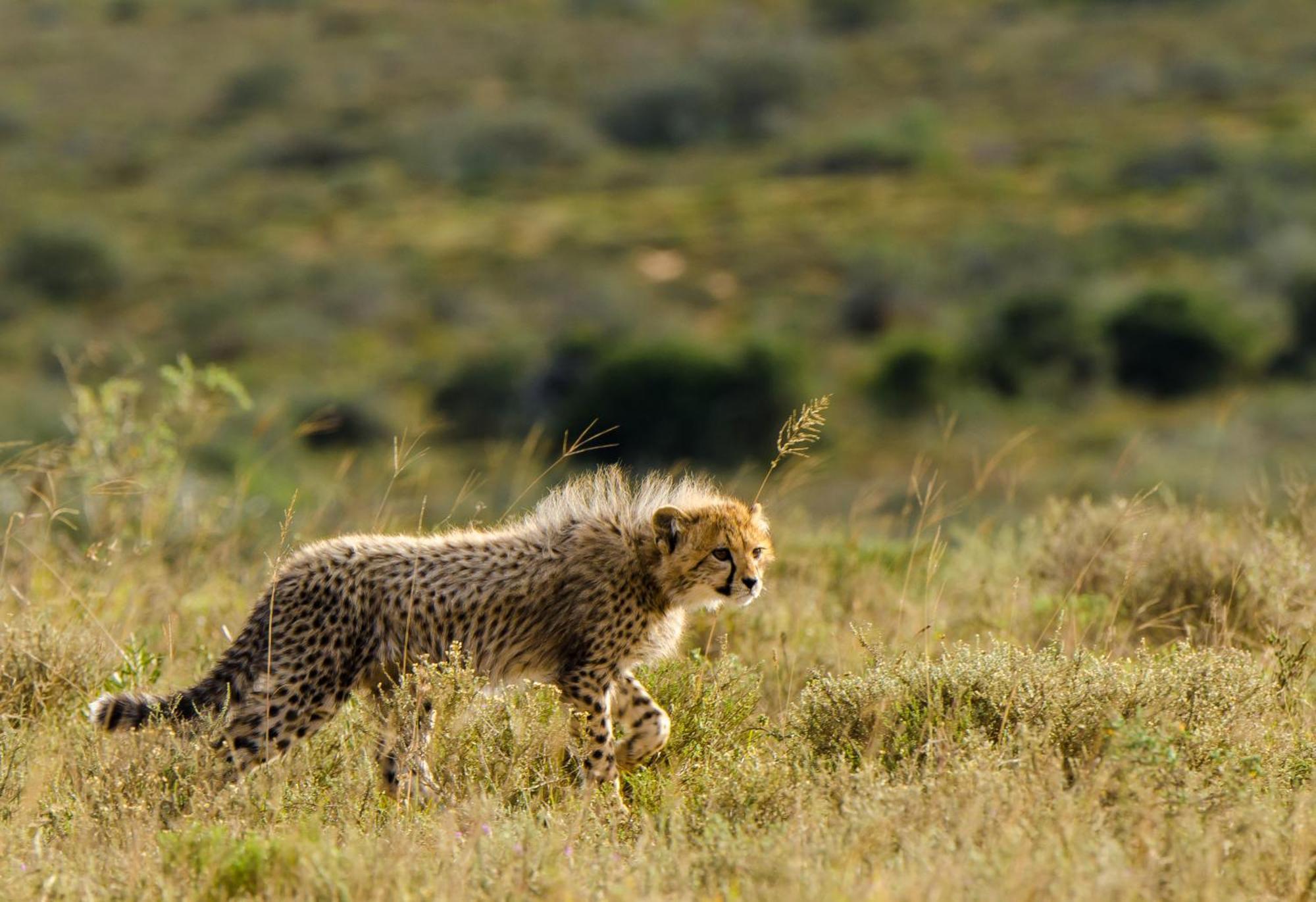 Kwandwe Ecca Lodge Grahamstown Zewnętrze zdjęcie