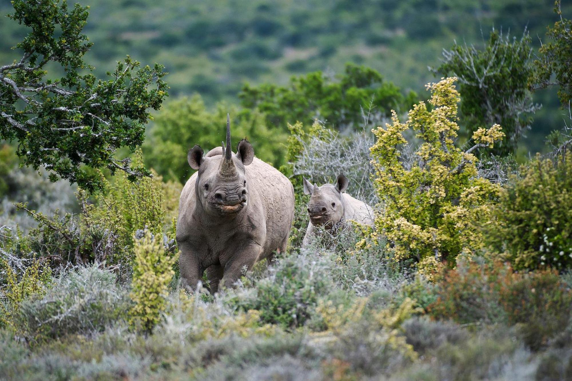 Kwandwe Ecca Lodge Grahamstown Zewnętrze zdjęcie