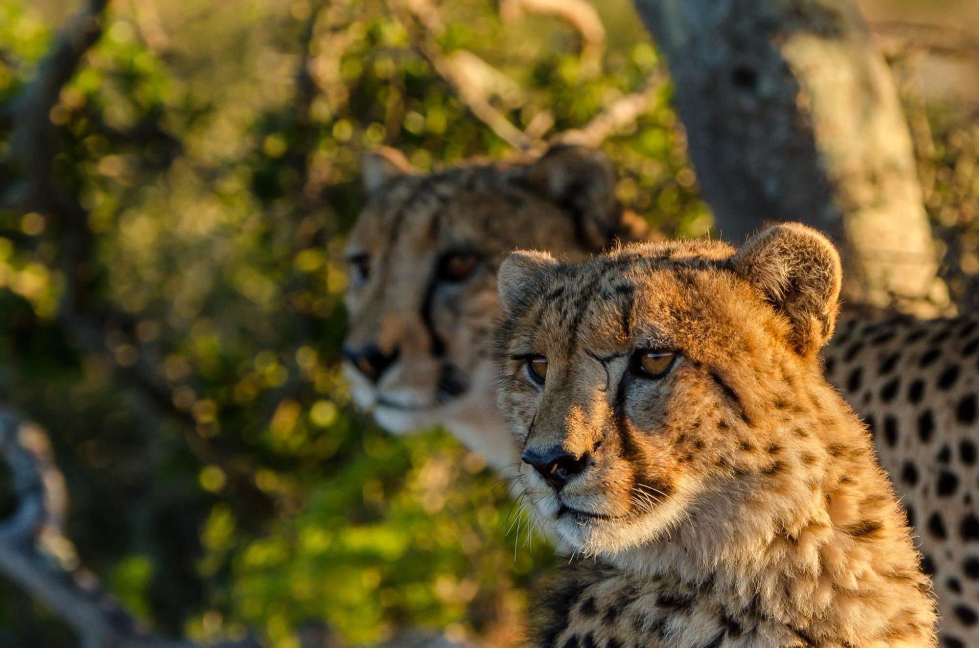 Kwandwe Ecca Lodge Grahamstown Zewnętrze zdjęcie